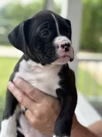 Kinney - AKC, a female Boxer for sale in Rushville, IN – 5 of 10
