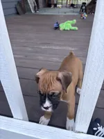 Sabine - AKC, a female Boxer for sale in Rushville, IN – 3 of 9