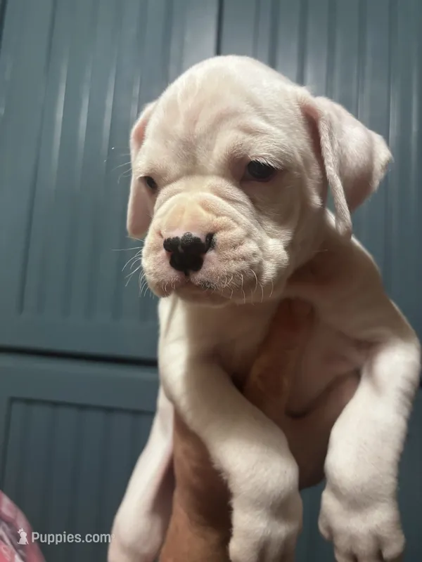 Pip - AKC – Boxer puppy for sale in Rushville, IN
