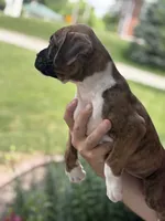 Dagger - AKC, a male Boxer for sale in Rushville, IN – 6 of 10