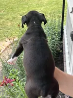 Kinney - AKC, a female Boxer for sale in Rushville, IN – 6 of 10