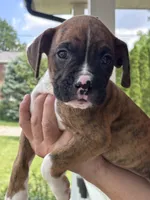 Dagger - AKC, a male Boxer for sale in Rushville, IN – 3 of 10