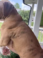 Clovis - AKC, a male Boxer for sale in Rushville, IN – 6 of 10