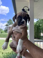 Clovis - AKC, a male Boxer for sale in Rushville, IN – 4 of 10