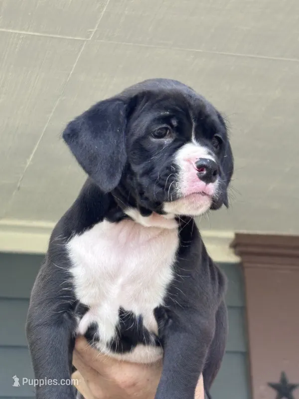 Gypsy - AKC – Boxer puppy for sale in Rushville, IN