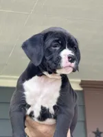 Gypsy - AKC, a female Boxer for sale in Rushville, IN – 1 of 10