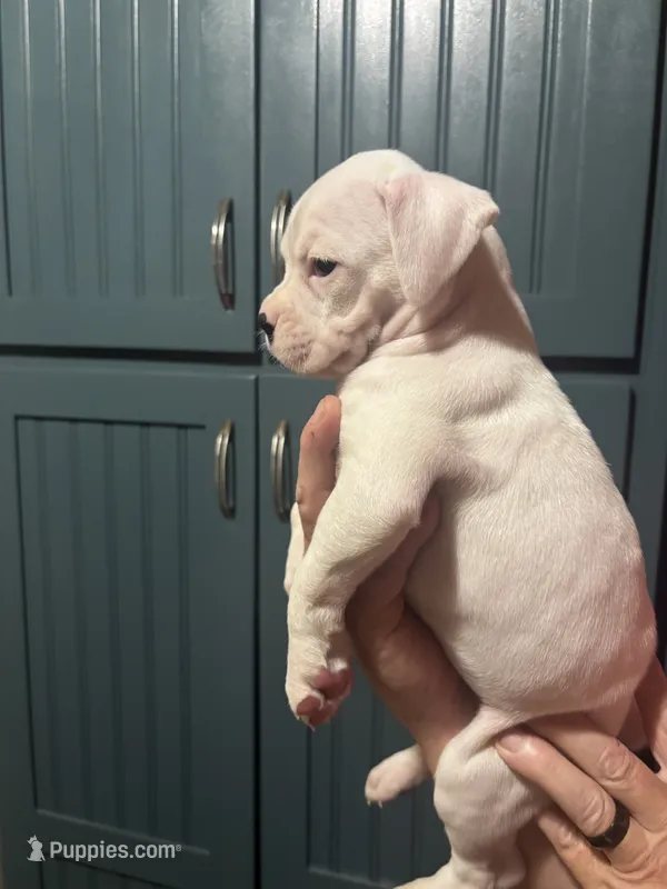 Pearl - AKC – Boxer puppy for sale in Rushville, IN