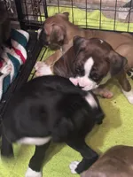 Duncan, a male Boxer for sale in Rushville, IN – 2 of 4