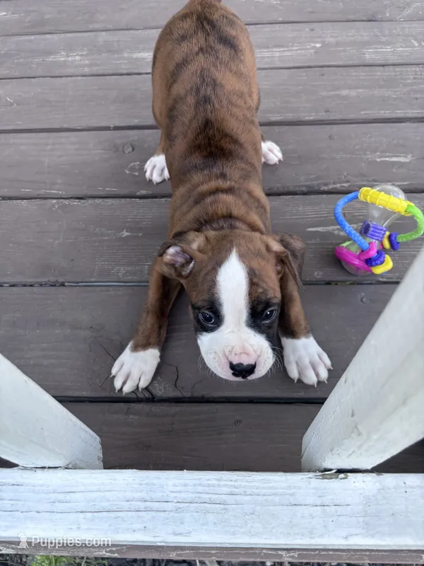 Hayes - AKC – Boxer puppy for sale in Rushville, IN