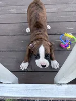 Hayes - AKC, a male Boxer for sale in Rushville, IN – 1 of 9