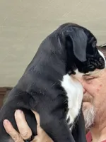 Gypsy - AKC, a female Boxer for sale in Rushville, IN – 3 of 10