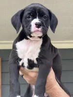 Gypsy - AKC, a female Boxer for sale in Rushville, IN – 2 of 10