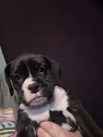 Gypsy, a female Boxer for sale in Rushville, IN – 1 of 4