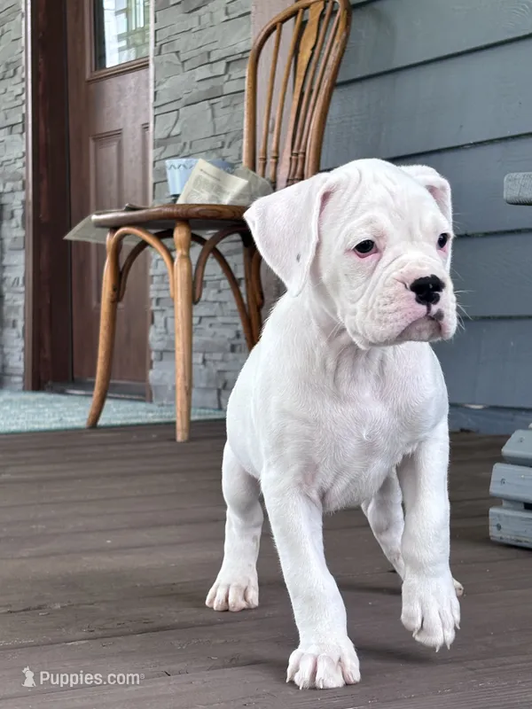 Pearl - AKC – Boxer puppy for sale in Rushville, IN