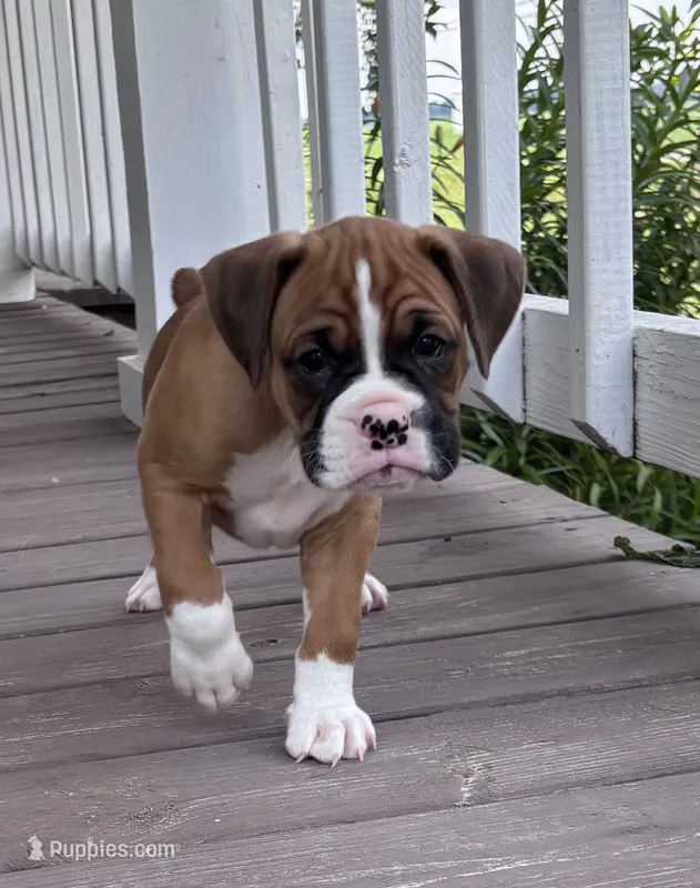 Amos - AKC – Boxer puppy for sale in Rushville, IN
