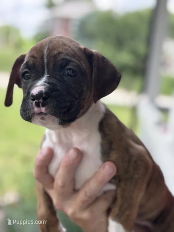Dagger - AKC – Boxer puppy for sale in Rushville, IN