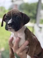 Dagger - AKC, a male Boxer for sale in Rushville, IN – 4 of 10