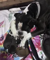 Pearl - AKC, a female Boxer for sale in Rushville, IN – 3 of 5