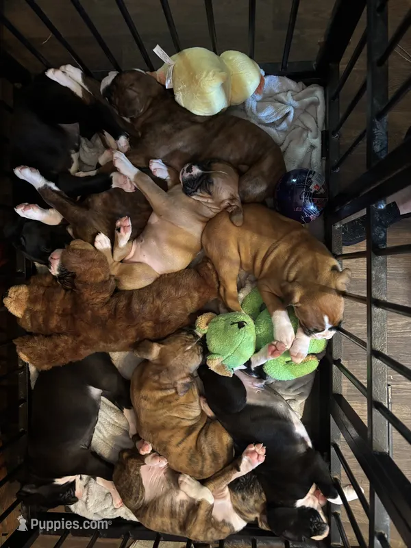 Dagger – Boxer puppy for sale in Rushville, IN