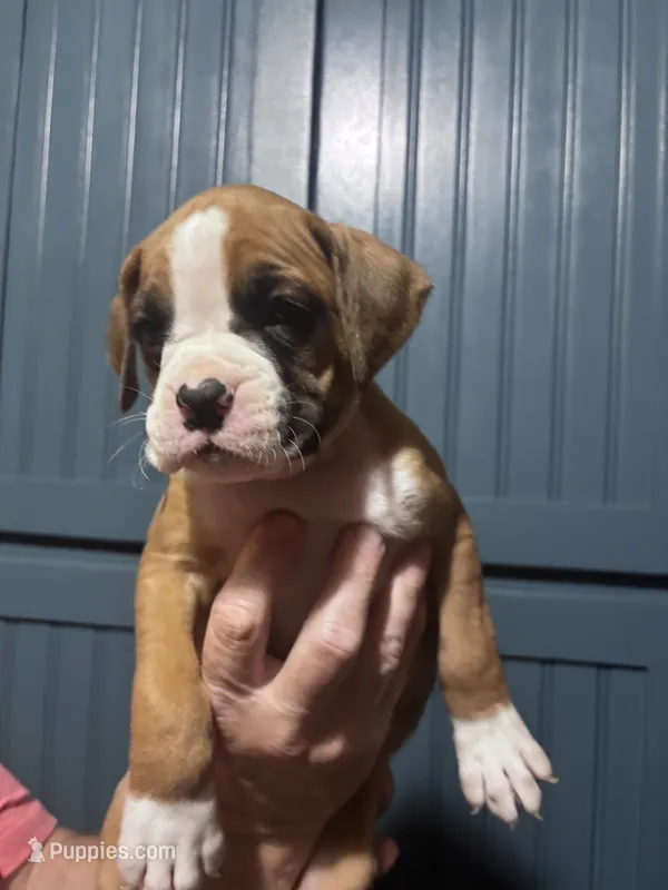 Percy - AKC – Boxer puppy for sale in Rushville, IN