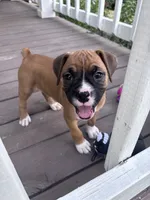 Sabine - AKC, a female Boxer for sale in Rushville, IN – 4 of 9