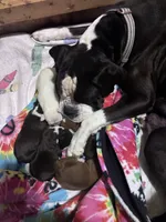 Pip - AKC, a male Boxer for sale in Rushville, IN – 4 of 6