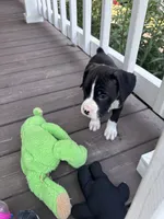 Rowan - AKC, a male Boxer for sale in Rushville, IN – 3 of 10