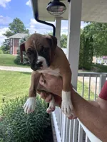 Clovis - AKC, a male Boxer for sale in Rushville, IN – 7 of 10