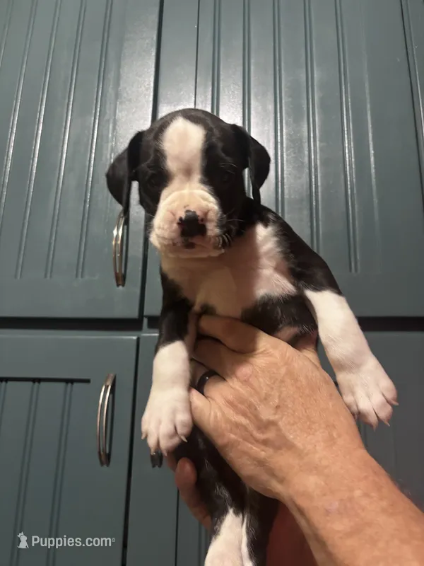 Poppy - AKC – Boxer puppy for sale in Rushville, IN