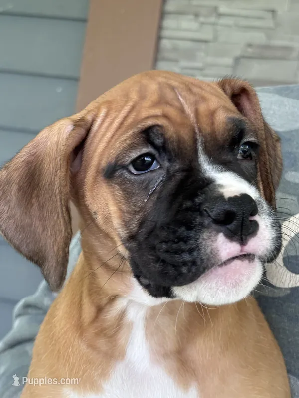 Sabine - AKC – Boxer puppy for sale in Rushville, IN