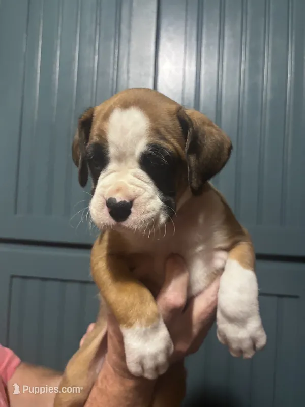 Plum - AKC – Boxer puppy for sale in Rushville, IN