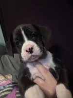 Rowan, a male Boxer for sale in Rushville, IN – 2 of 7