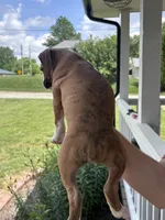 Clovis - AKC, a male Boxer for sale in Rushville, IN – 5 of 10