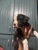 Poppy - AKC, a female Boxer for sale in Rushville, IN – 6 of 9