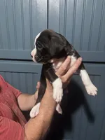 Poppy - AKC, a female Boxer for sale in Rushville, IN – 3 of 9