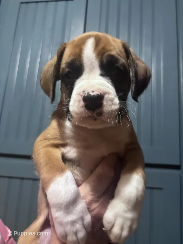 Poe - AKC – Boxer puppy for sale in Rushville, IN