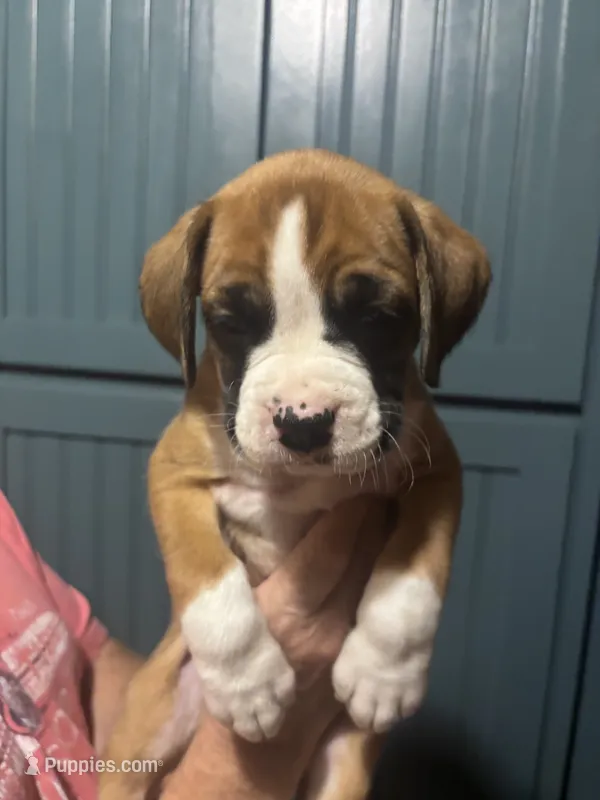 Poe - AKC – Boxer puppy for sale in Rushville, IN