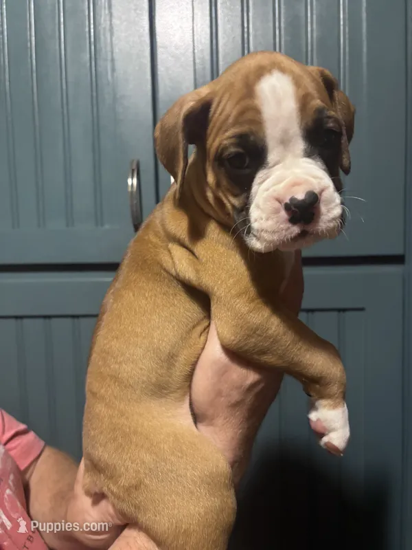 Percy - AKC – Boxer puppy for sale in Rushville, IN