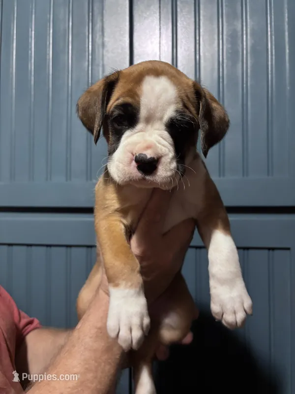 Plum - AKC – Boxer puppy for sale in Rushville, IN
