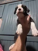Poppy - AKC, a female Boxer for sale in Rushville, IN – 5 of 9