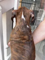 Duncan - AKC, a male Boxer for sale in Rushville, IN – 2 of 10