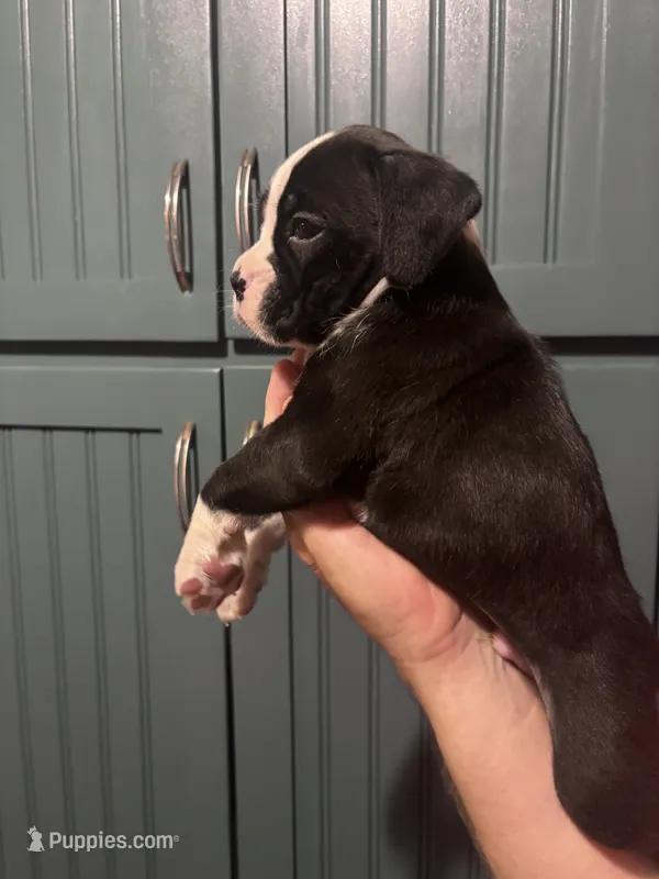 Panda - AKC – Boxer puppy for sale in Rushville, IN