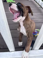 Hayes - AKC, a male Boxer for sale in Rushville, IN – 6 of 9