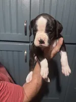 Poppy - AKC, a female Boxer for sale in Rushville, IN – 8 of 9