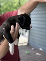 Kinney - AKC, a female Boxer for sale in Rushville, IN – 3 of 10