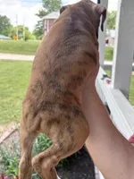 Clovis - AKC, a male Boxer for sale in Rushville, IN – 8 of 10