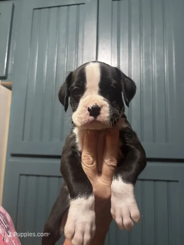 Panda - AKC – Boxer puppy for sale in Rushville, IN