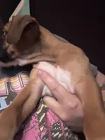 Sabine, a female Boxer for sale in Rushville, IN – 3 of 7