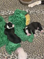 Panda - AKC, a male Boxer for sale in Rushville, IN – 1 of 8