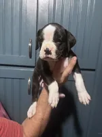 Poppy - AKC, a female Boxer for sale in Rushville, IN – 1 of 9